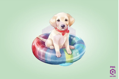 Labrador Retriever wearing swim float