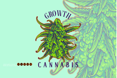 Medicinal plant cannabis buds classic botanical illustrations