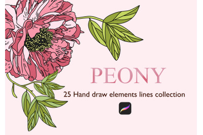 25 Detailed Peony Stamps Procreate