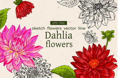 Dahlia flower. Sketch flower