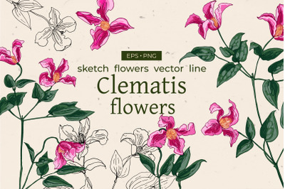 Clematis flower. Sketch flowers