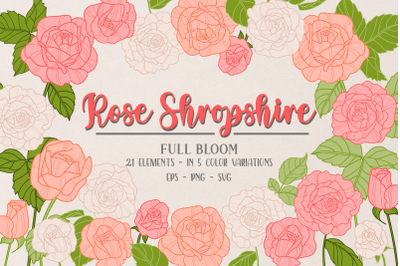 Vector Vintage Shropshire Rose Clipart, Clip Art, 5 Color Variations,