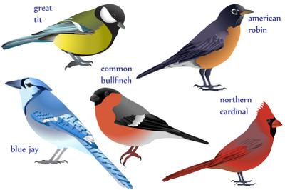 Birds colour