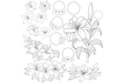 Vector Outline Lily Floral Frames