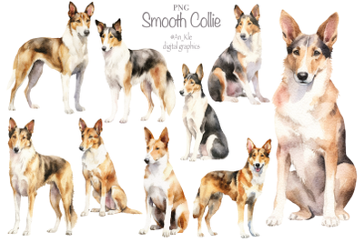 Smooth collie dogs clipart