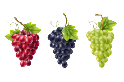 Realistic grape bunch. Isolated vines fruits on branches, different co