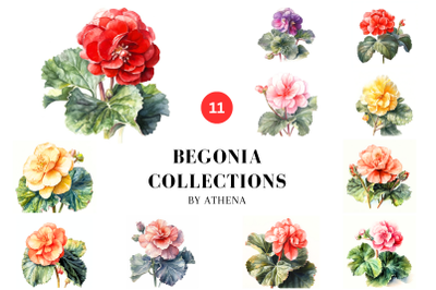 Begonia Collections