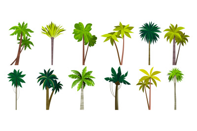 Palm tree collection. Cartoon tropical coconut and banana plant, islan