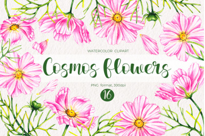 Watercolor Cosmos flowers / Watercolor clipart PNG