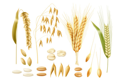 Realistic wheat ears. 3d cereal crops, oats, rye, rice and wheat, isol