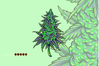 Cannabis sativa bud medicinal hemp plant illustrations