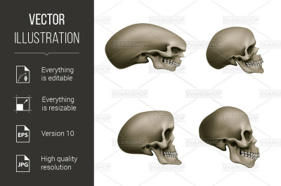 Human Skull