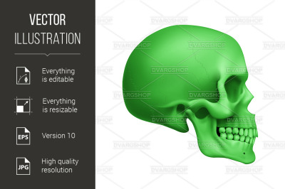 Human Skull