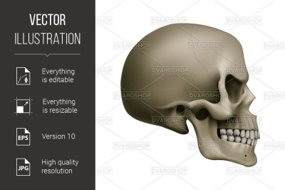 Human Skull