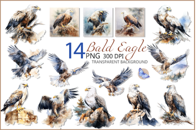 Watercolor Bald Eagle Clipart Bundle| Bald Eagle png bird set