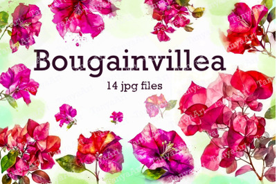 bougainvillea