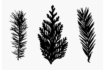 Fir and spruce branch silhouette art