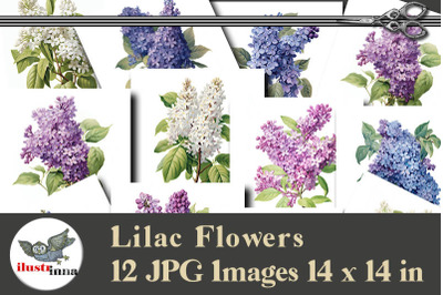 Watercolor Lilac Flowers