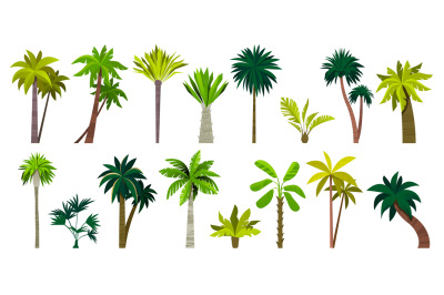 Different exotic palms. Tropical botanical plants with leaves, palm tr