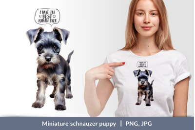 Miniature schnauzer puppy