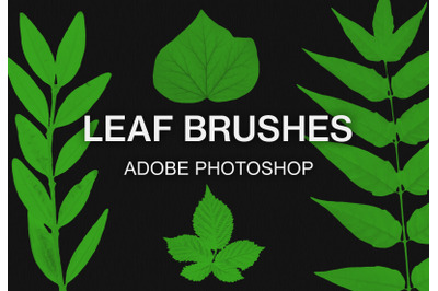 Adobe Photoshop leaves brush pack paint brushes set