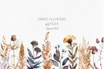 Dry flowers Watercolor Clipart PNG