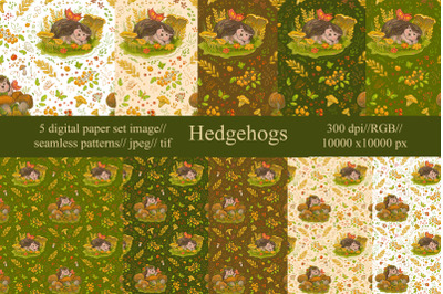 Hedgehogs