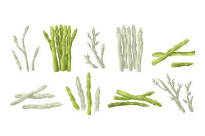 Asparagus collection. Organic whole stalk cultivated and uncooked food