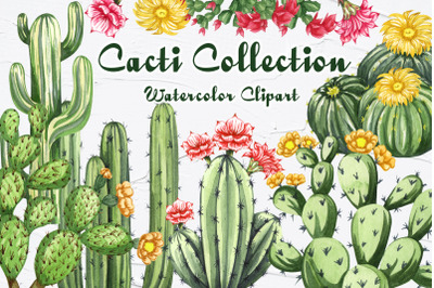 Cactus Watercolor Clipart. Succulent PNG