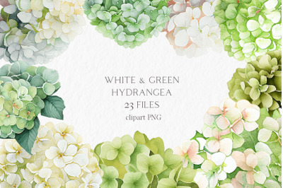 White &amp; green hydrangea flower Watercolor Clipart PNG