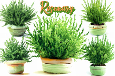 Green Rosemary Printable for Sublimation