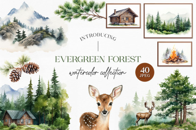 Evergreen Forest