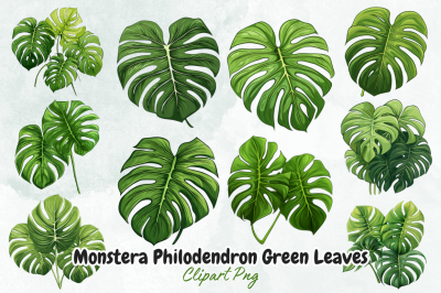 Monstera Philodendron Green Leaves