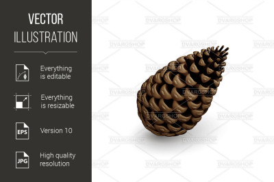 Fir Cone