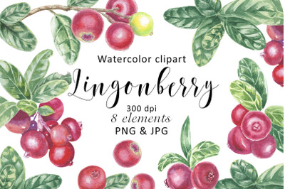 Watercolor Lingonberry Cranberry Clipart