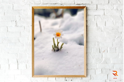 Little Flower Born In The Snow Wall Art