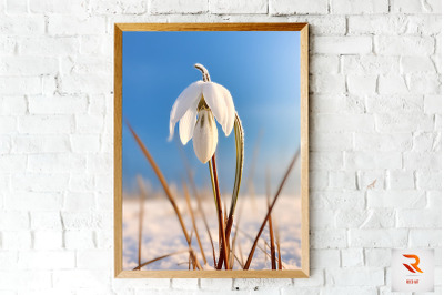 Frosted Snowdrop Winter Wall Art