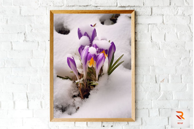 Purple Flower Blooming In Snow Wall Art