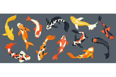 Koi fish collection. Exotic asian goldfish, colorful traditional carp