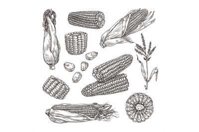 Sketch corn. Vintage hand drawn maize vegetable, engraving styled plan