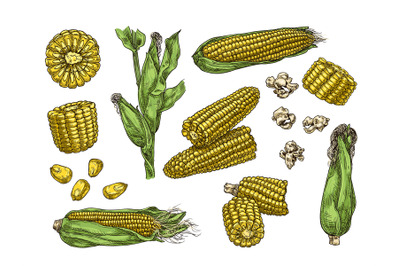 Hand drawn corn. Vintage ear of sweetcorn sketch, corn cobs, grains an