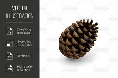 Fir Cone