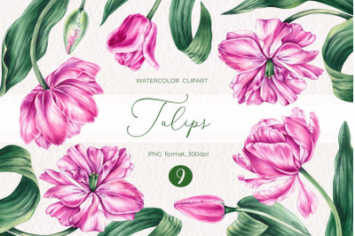 Watercolor Tulips clipart PNG