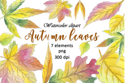 Leaves Autumn Watercolor Clipart Maple Aspen Oak Willow Leaf