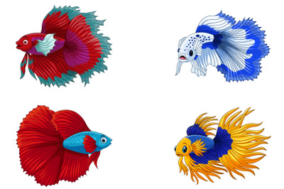 Set of Four Siamese Fighting Fish Collection