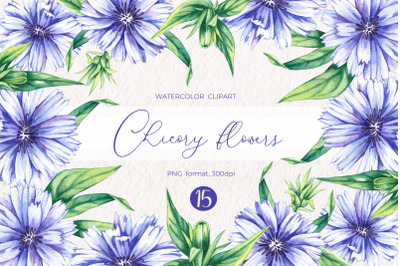 Watercolor Chicory flowers clipart PNG