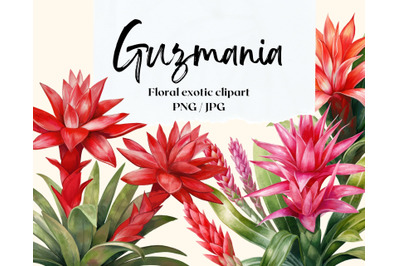 Floral exotic clipart without background. Guzmania pattern and element