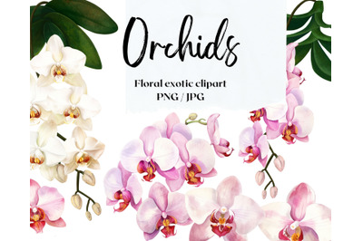 Orchids pattern and elements. Floral exotic clipart without background