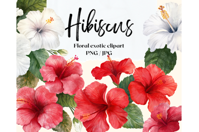 Hibiscus pattern and elements. Floral exotic clipart without backgroun