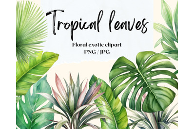 Tropical leaves patterns and elements. Floral exotic clipart without b
